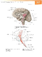 Sobotta Atlas of Human Anatomy  Head,Neck,Upper Limb Volume1 2006, page 314